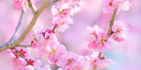 梅花石とは？特徴・価値を解説